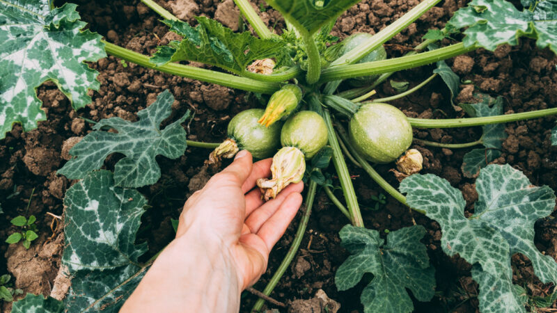 Greenhouse for growing tomatoes